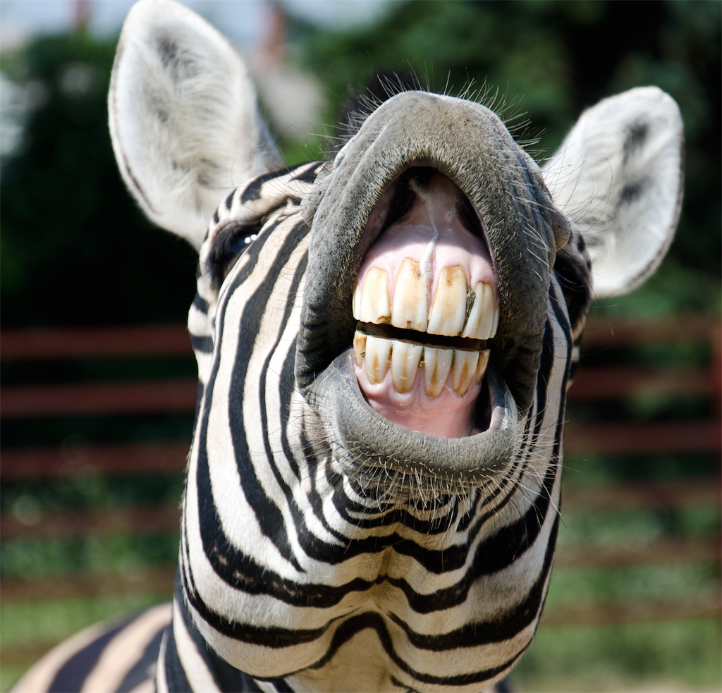 online advertising zebra teeth
